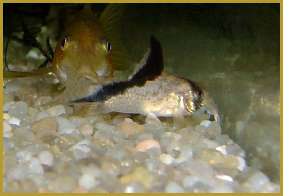 www.israquarium.co.il